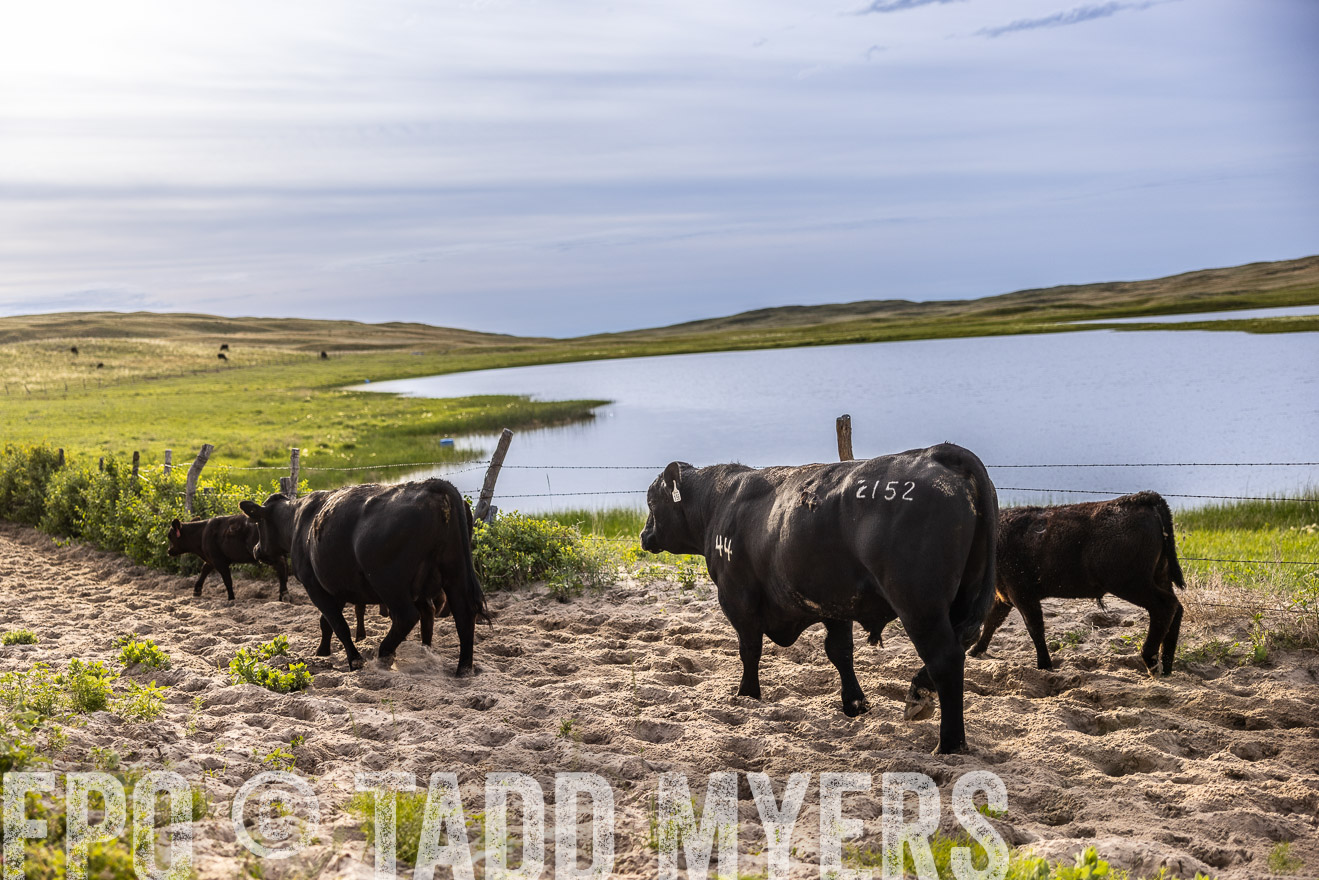 TMyers_PP_VintonRanch_Nebraska_June2024-518971