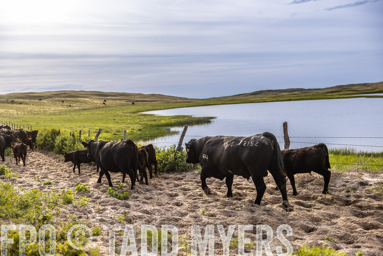 TMyers_PP_VintonRanch_Nebraska_June2024-518975