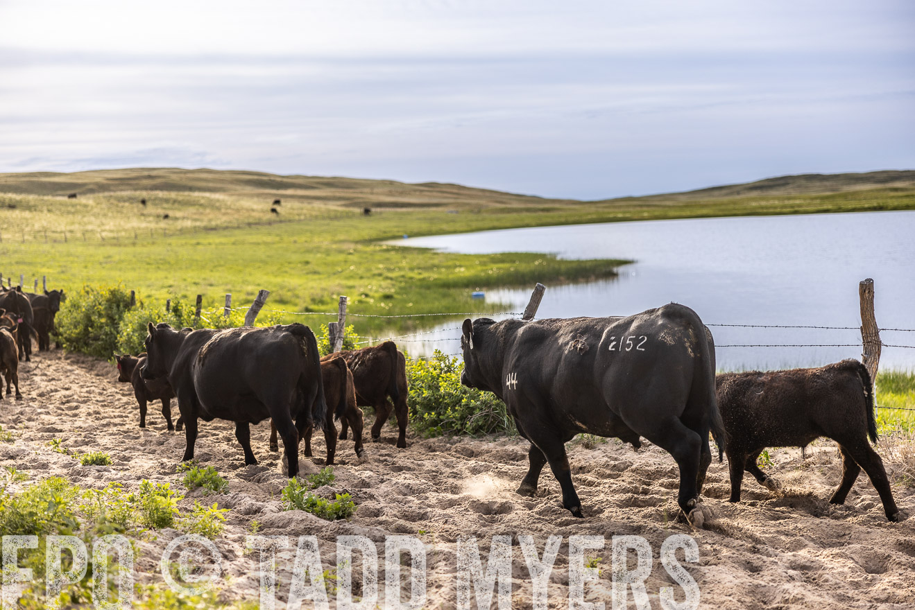 TMyers_PP_VintonRanch_Nebraska_June2024-518976