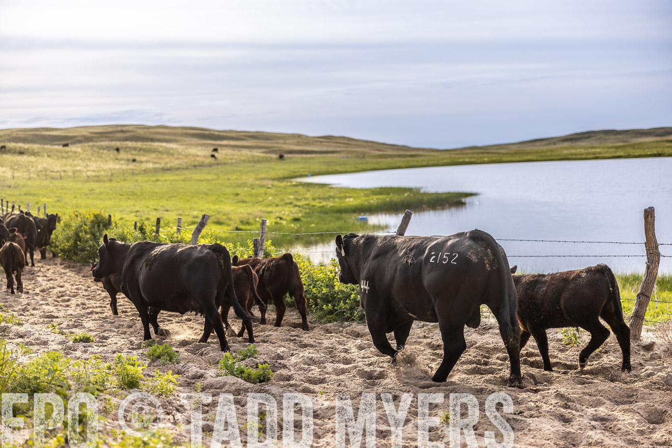 TMyers_PP_VintonRanch_Nebraska_June2024-518978