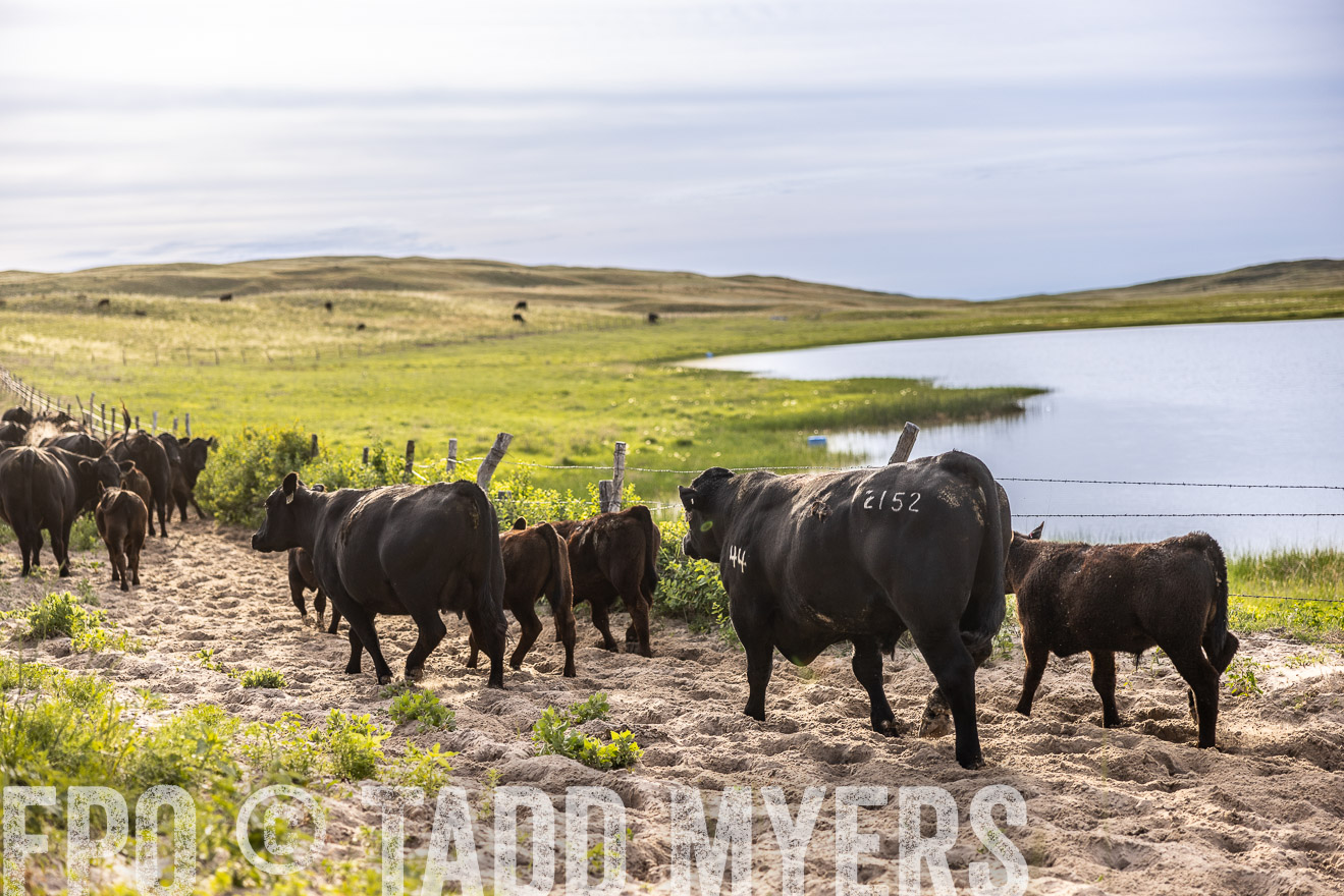 TMyers_PP_VintonRanch_Nebraska_June2024-518979