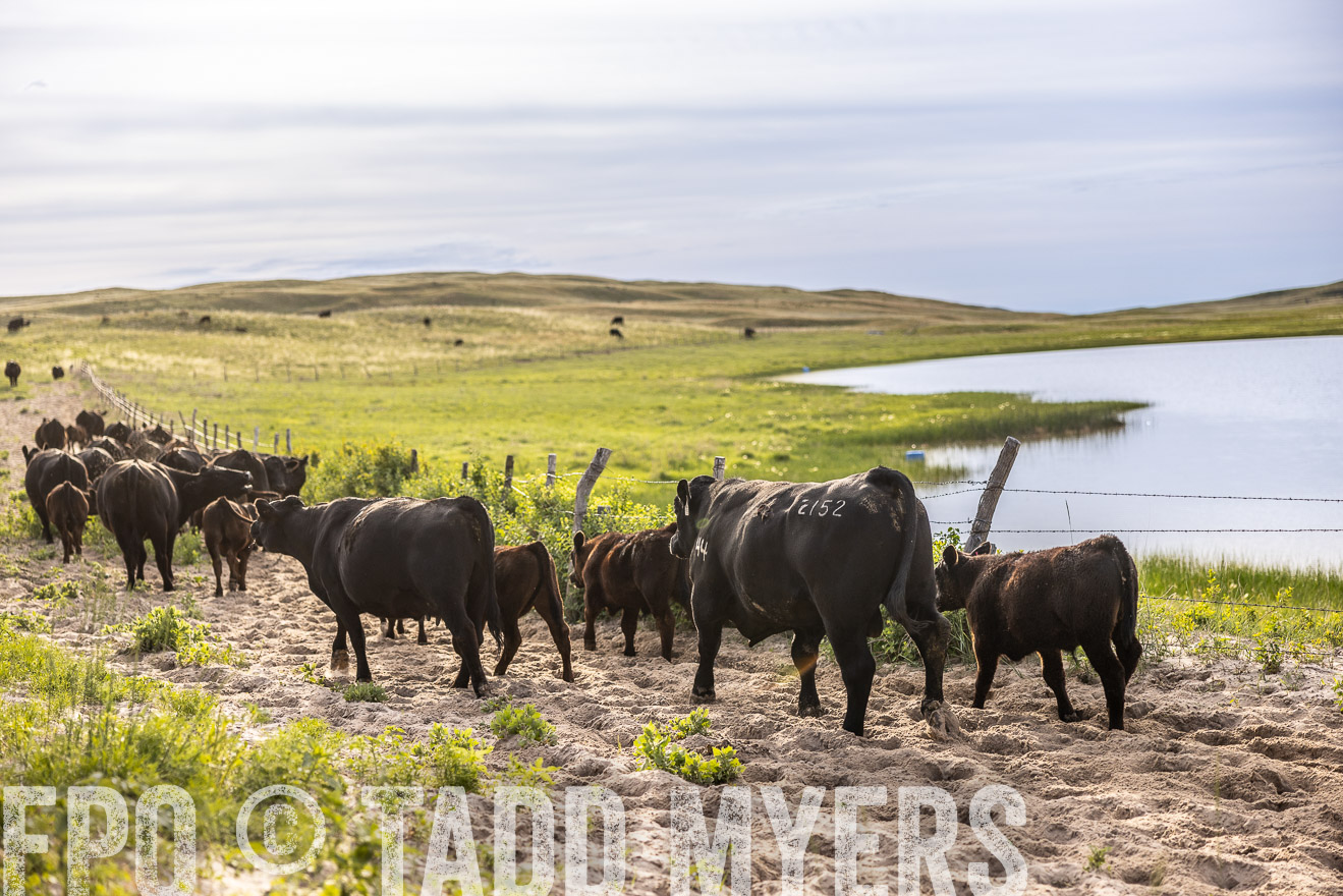 TMyers_PP_VintonRanch_Nebraska_June2024-518985