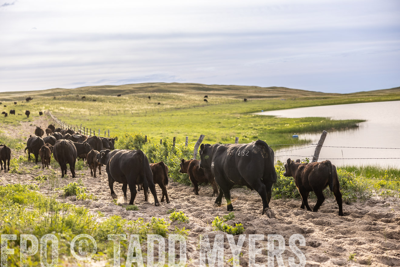 TMyers_PP_VintonRanch_Nebraska_June2024-518987