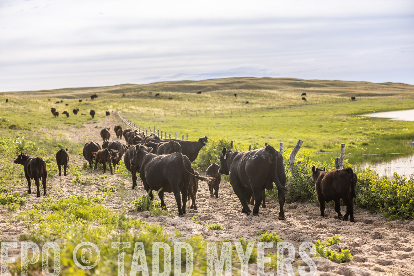 TMyers_PP_VintonRanch_Nebraska_June2024-518996
