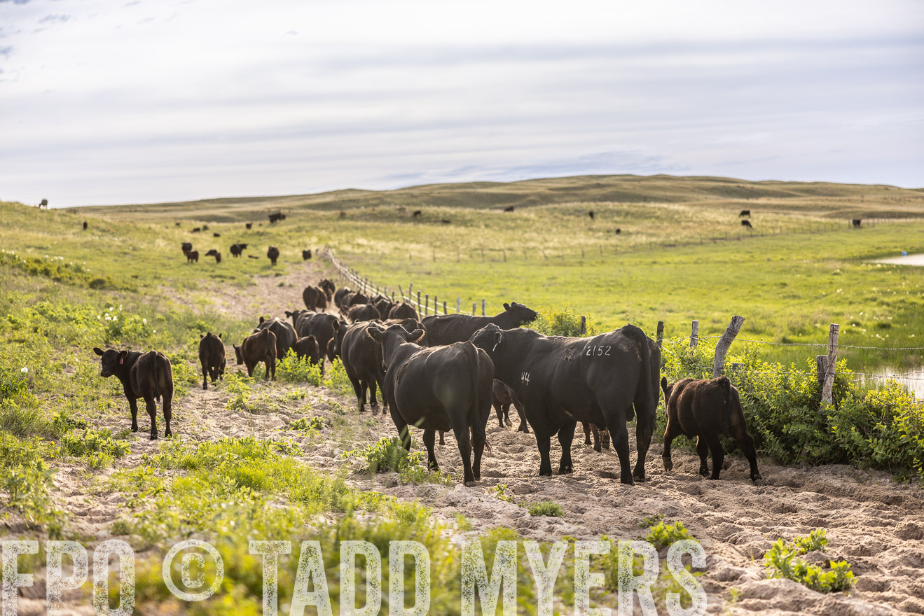 TMyers_PP_VintonRanch_Nebraska_June2024-519001
