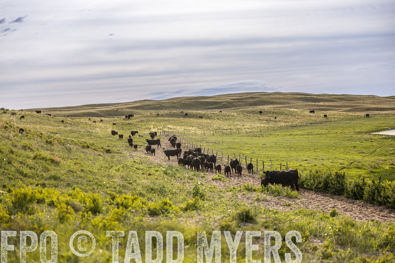 TMyers_PP_VintonRanch_Nebraska_June2024-519004