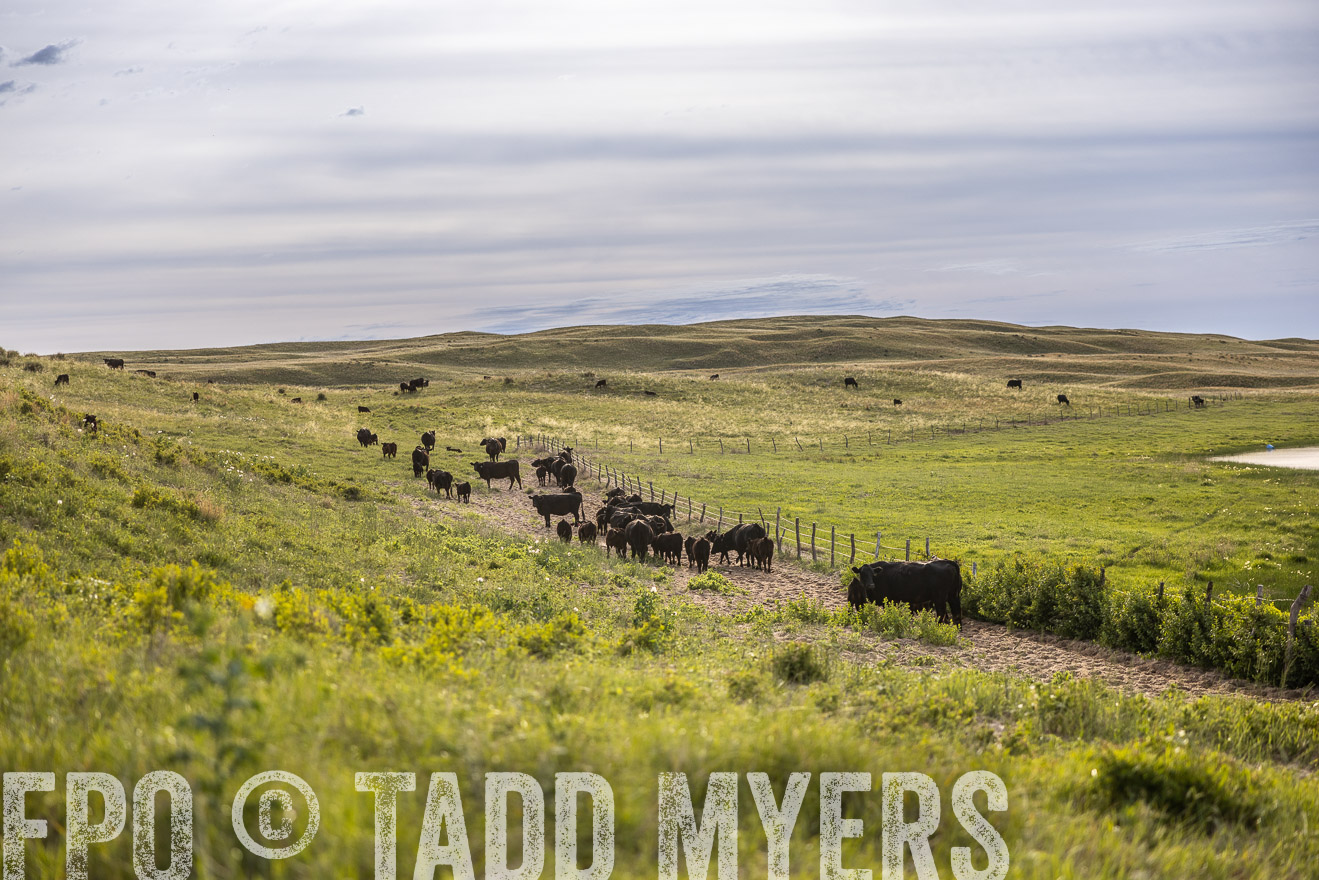 TMyers_PP_VintonRanch_Nebraska_June2024-519007