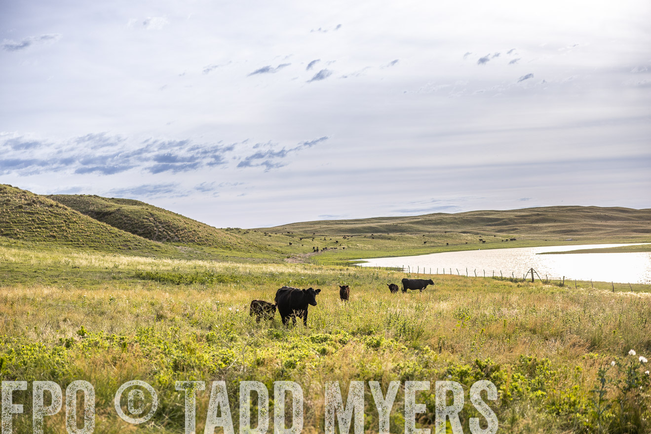 TMyers_PP_VintonRanch_Nebraska_June2024-519121