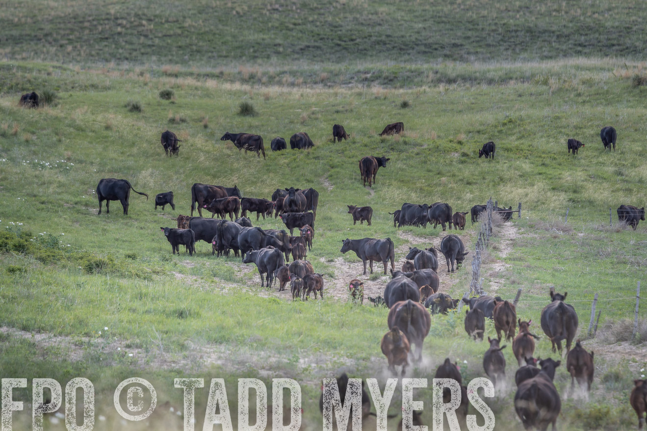 TMyers_PP_VintonRanch_Nebraska_June2024-524770