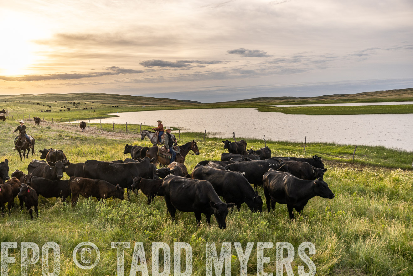 TMyers_PP_VintonRanch_Nebraska_June2024-524791