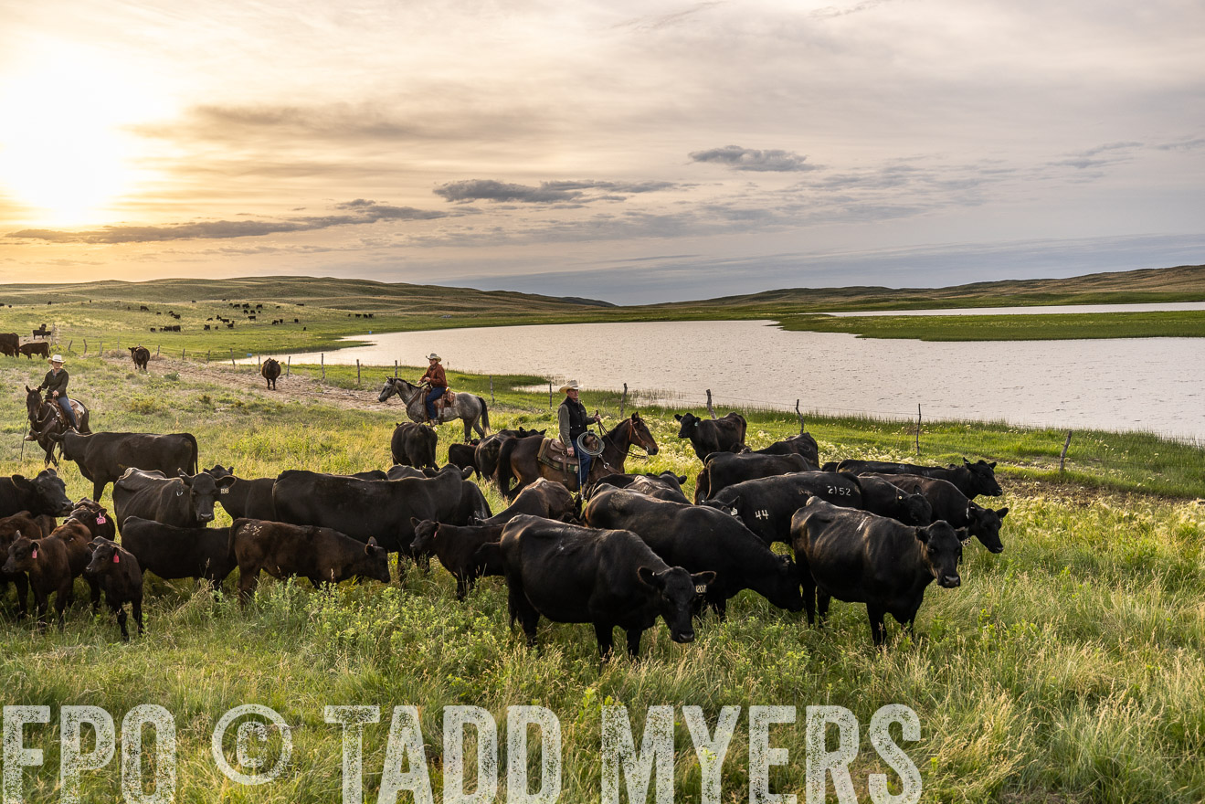 TMyers_PP_VintonRanch_Nebraska_June2024-524794