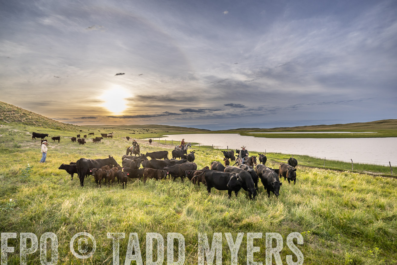 TMyers_PP_VintonRanch_Nebraska_June2024-524798