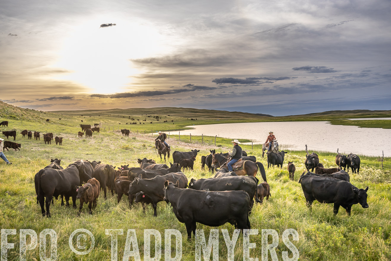 TMyers_PP_VintonRanch_Nebraska_June2024-524814
