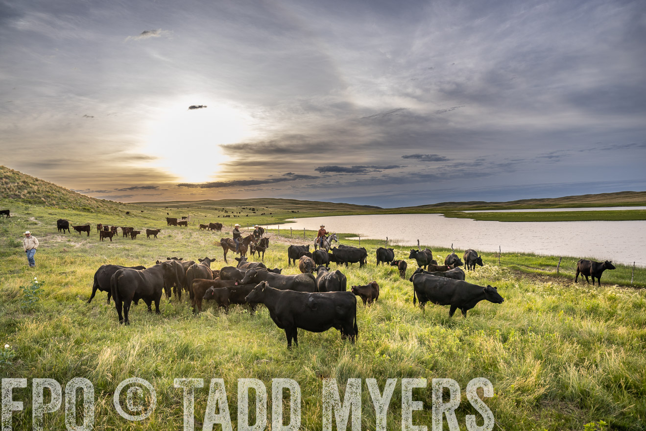 TMyers_PP_VintonRanch_Nebraska_June2024-524828