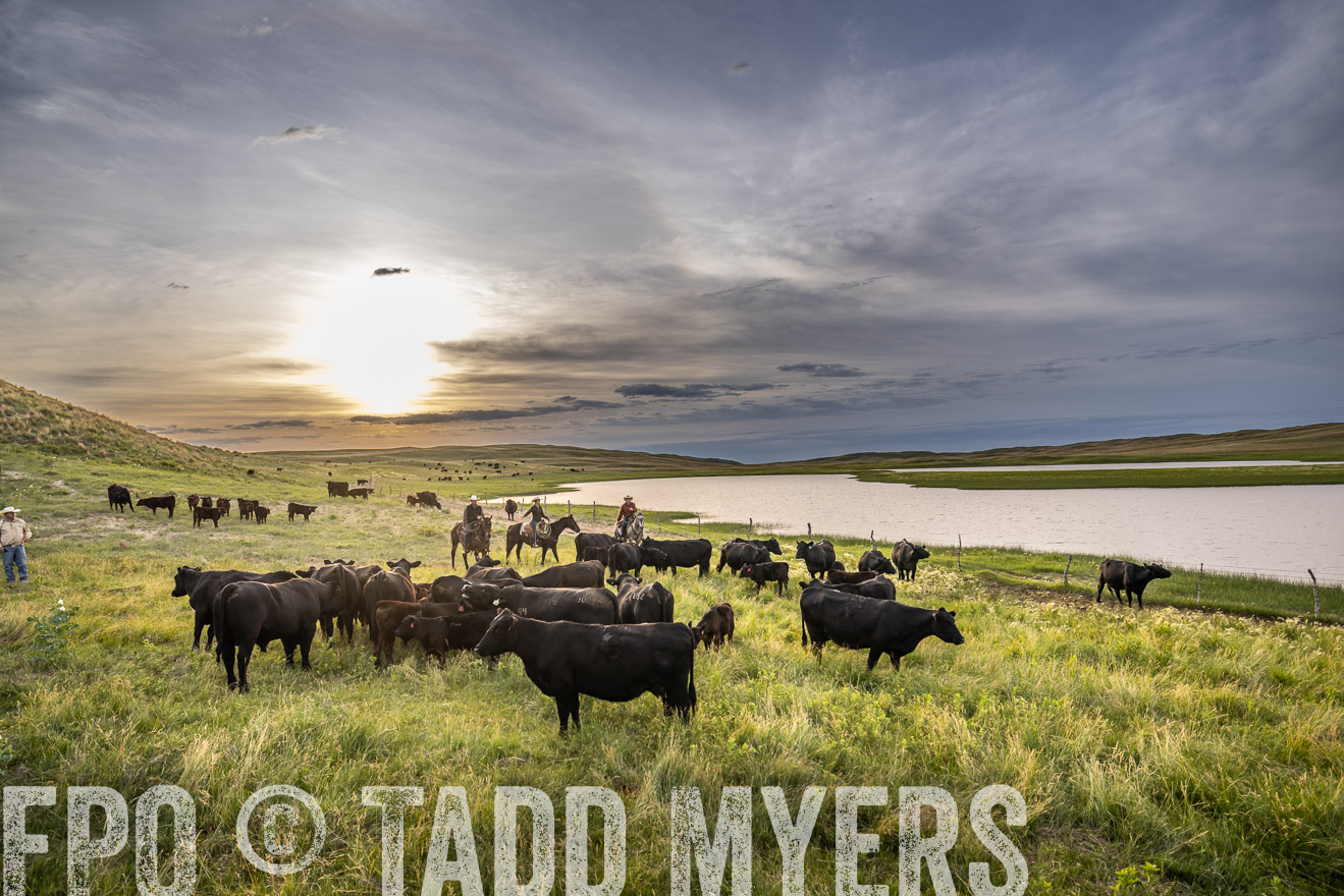 TMyers_PP_VintonRanch_Nebraska_June2024-524834
