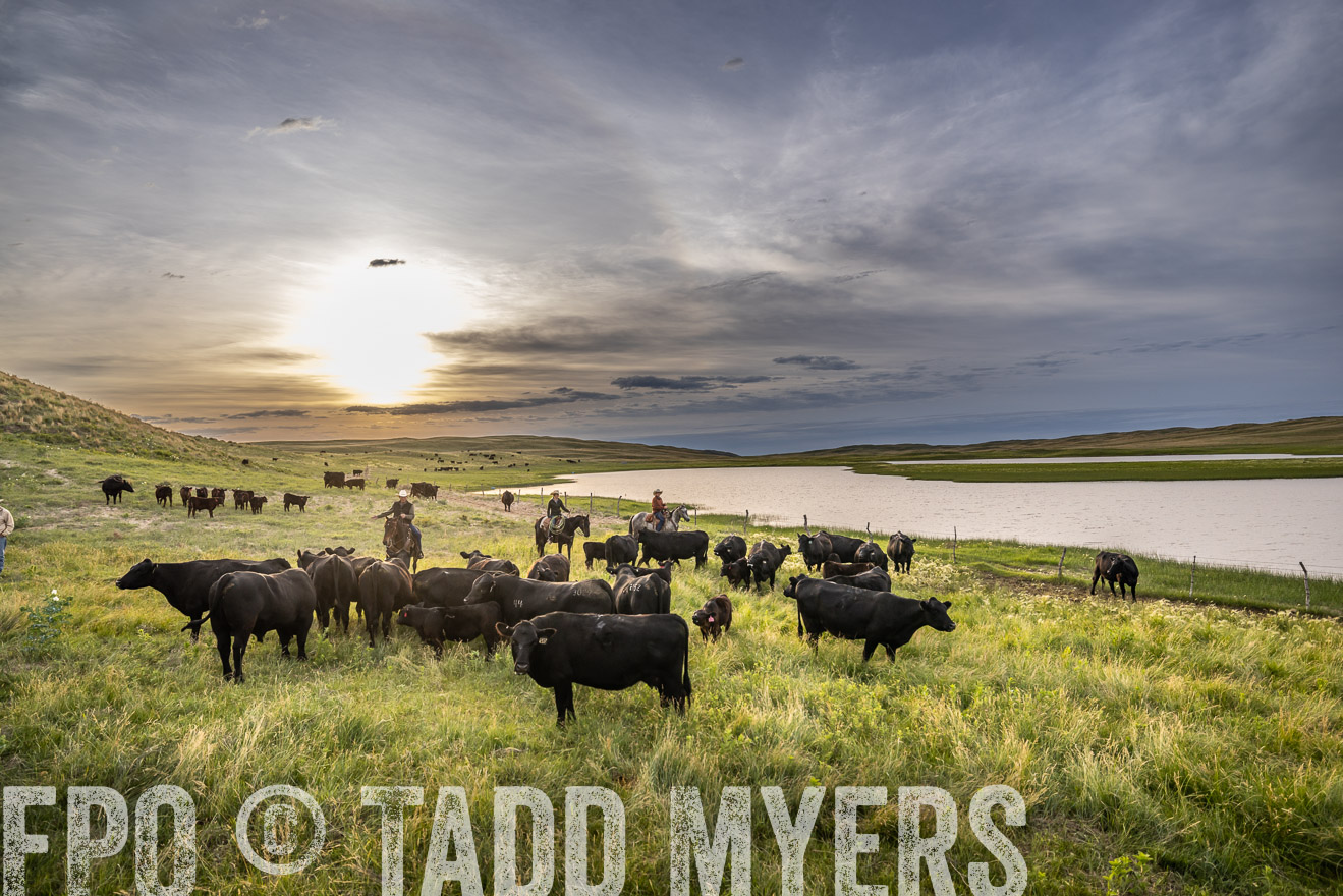 TMyers_PP_VintonRanch_Nebraska_June2024-524849