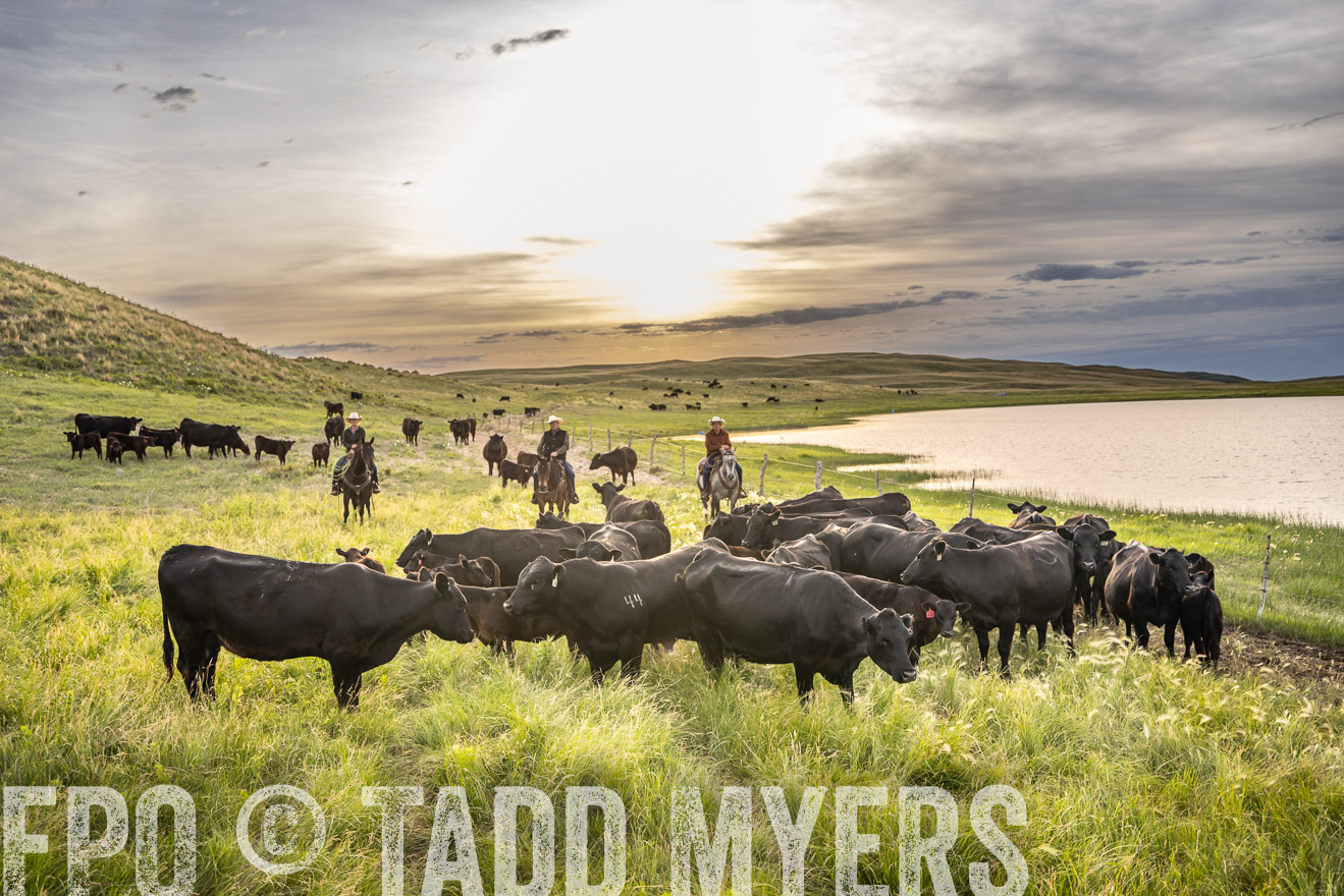 TMyers_PP_VintonRanch_Nebraska_June2024-524858