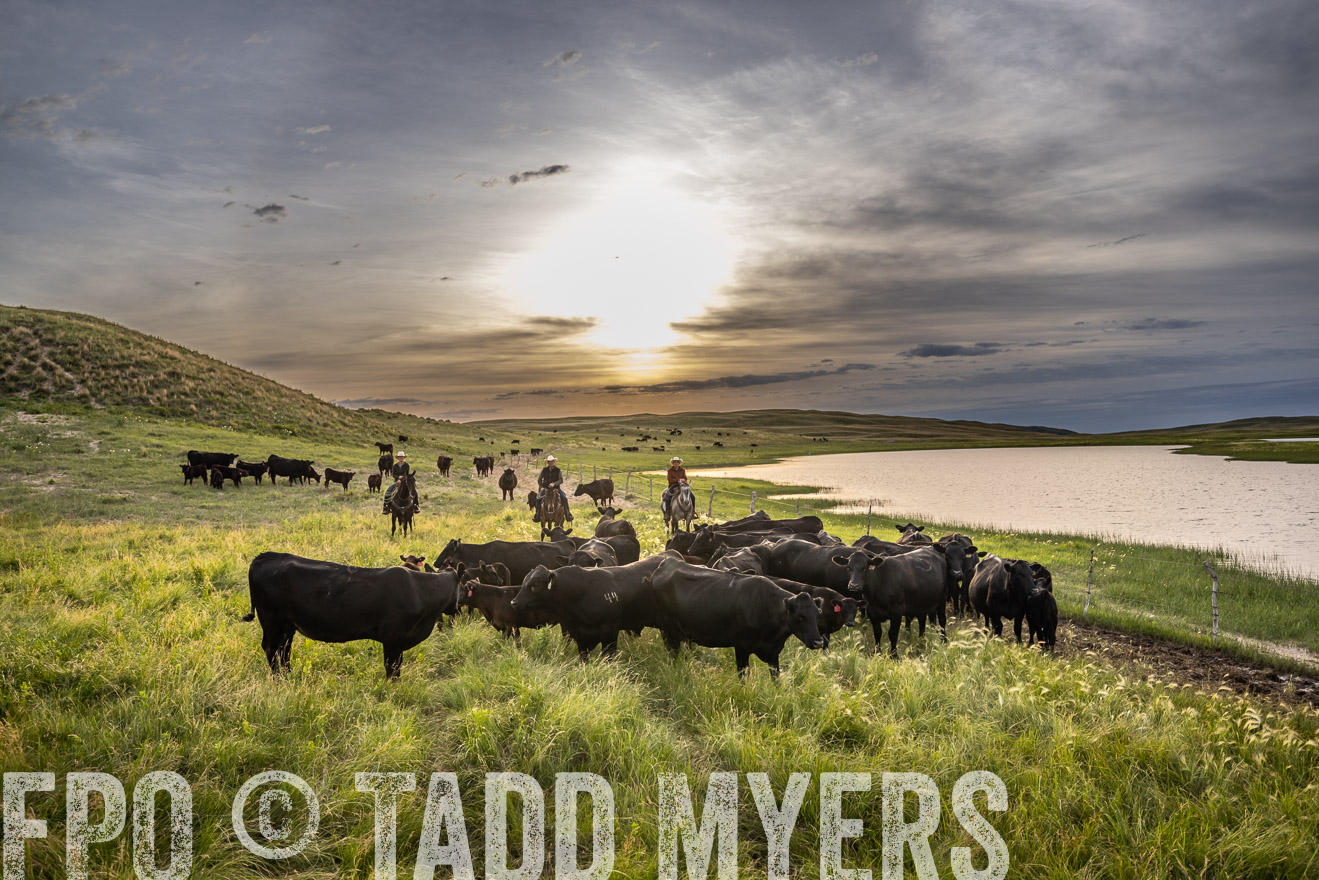 TMyers_PP_VintonRanch_Nebraska_June2024-524863