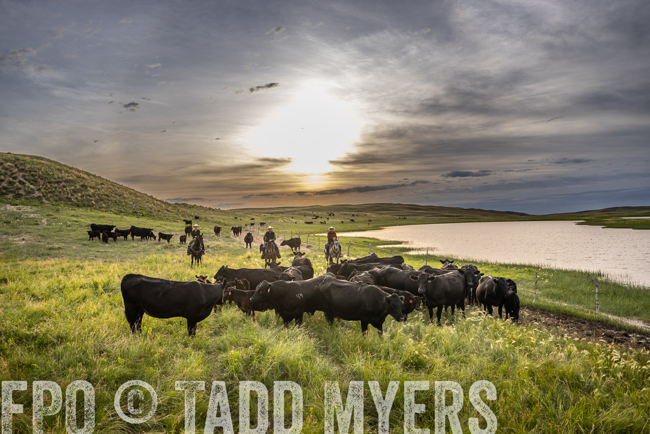 TMyers_PP_VintonRanch_Nebraska_June2024-524865