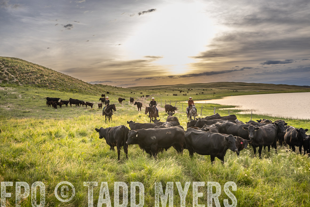 TMyers_PP_VintonRanch_Nebraska_June2024-524872