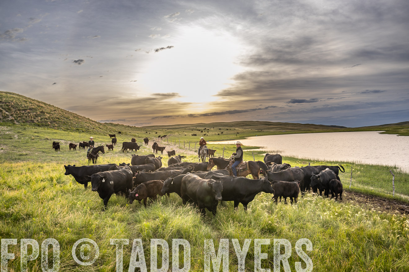 TMyers_PP_VintonRanch_Nebraska_June2024-524908
