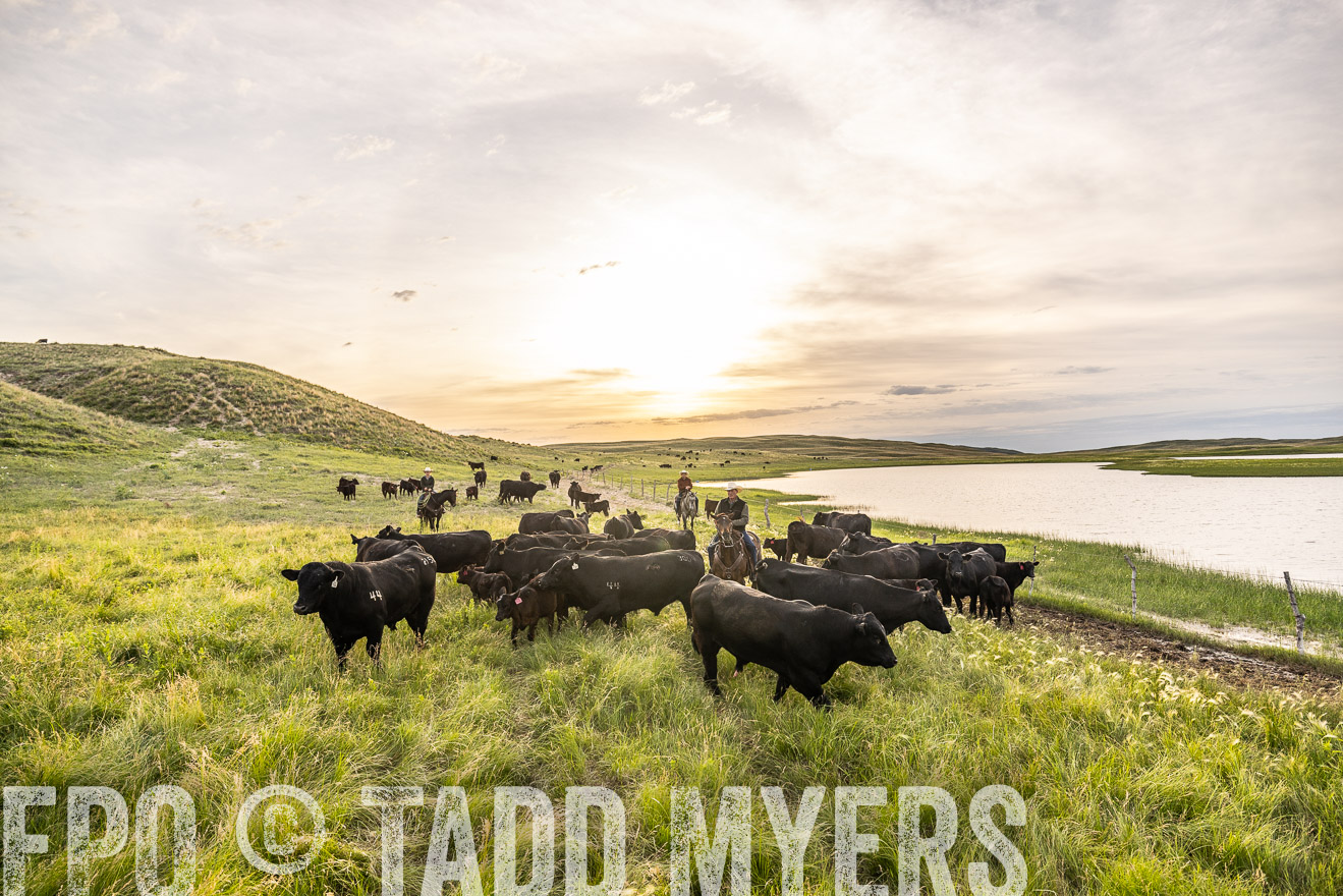 TMyers_PP_VintonRanch_Nebraska_June2024-524923