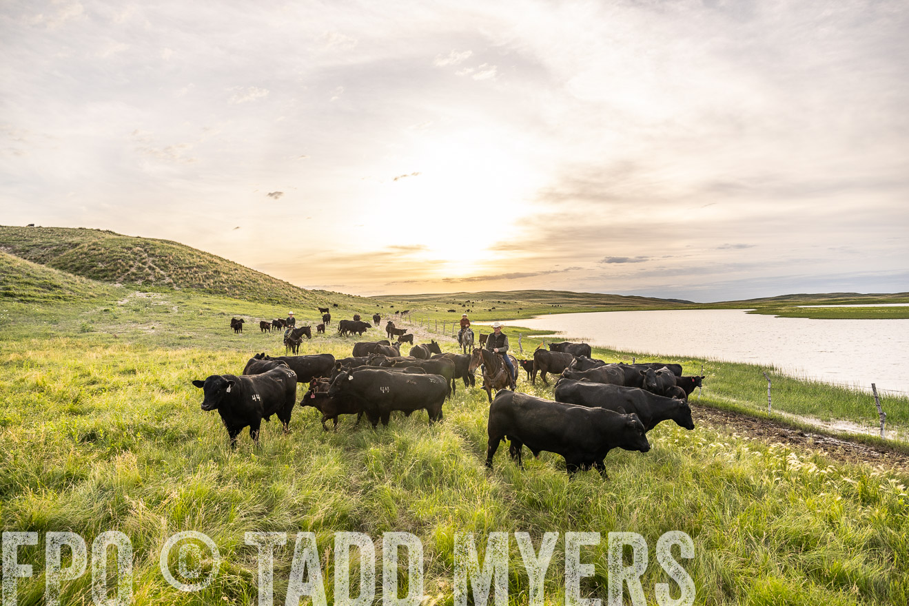 TMyers_PP_VintonRanch_Nebraska_June2024-524925