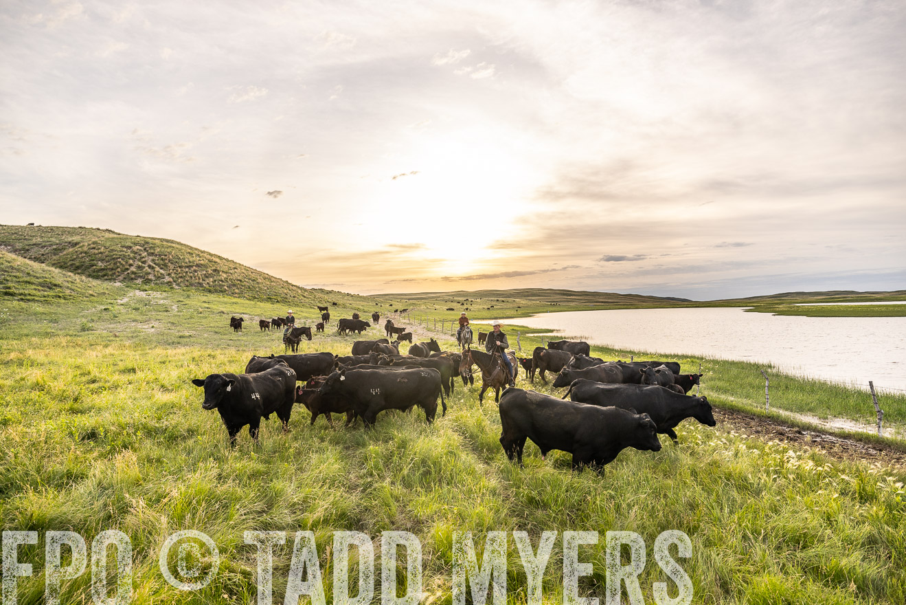 TMyers_PP_VintonRanch_Nebraska_June2024-524928