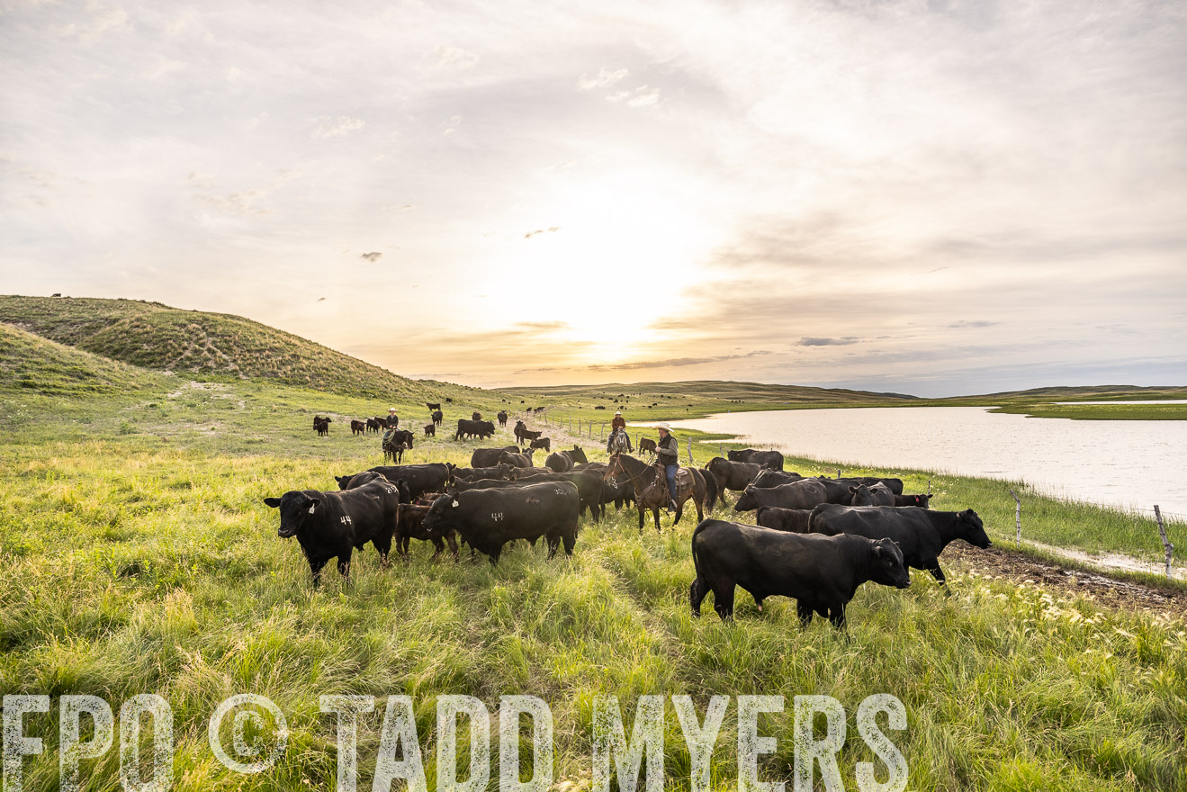TMyers_PP_VintonRanch_Nebraska_June2024-524934