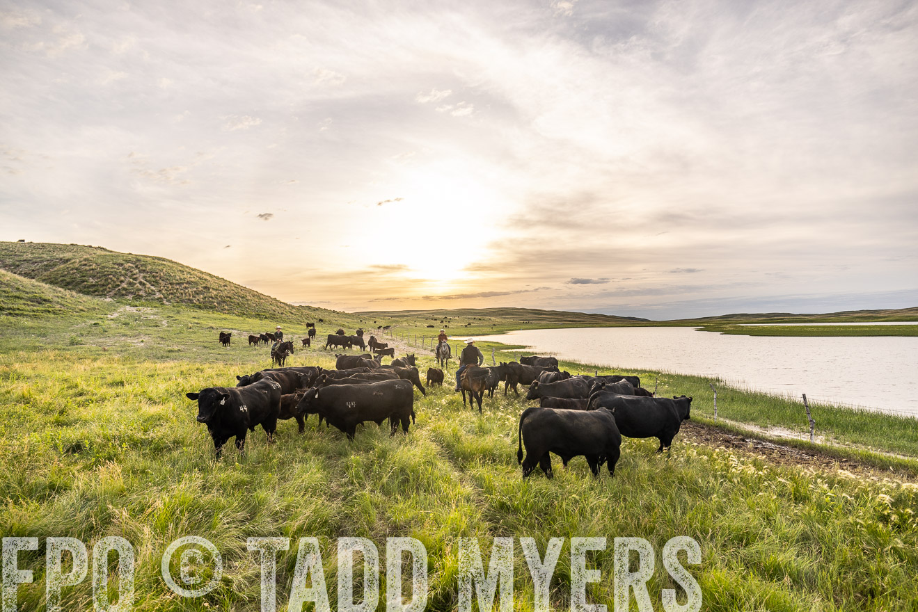 TMyers_PP_VintonRanch_Nebraska_June2024-524941