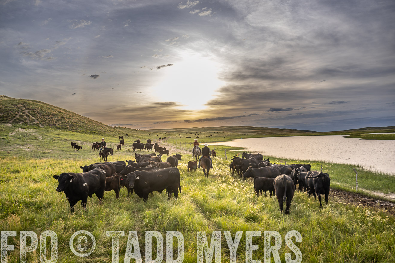 TMyers_PP_VintonRanch_Nebraska_June2024-524947