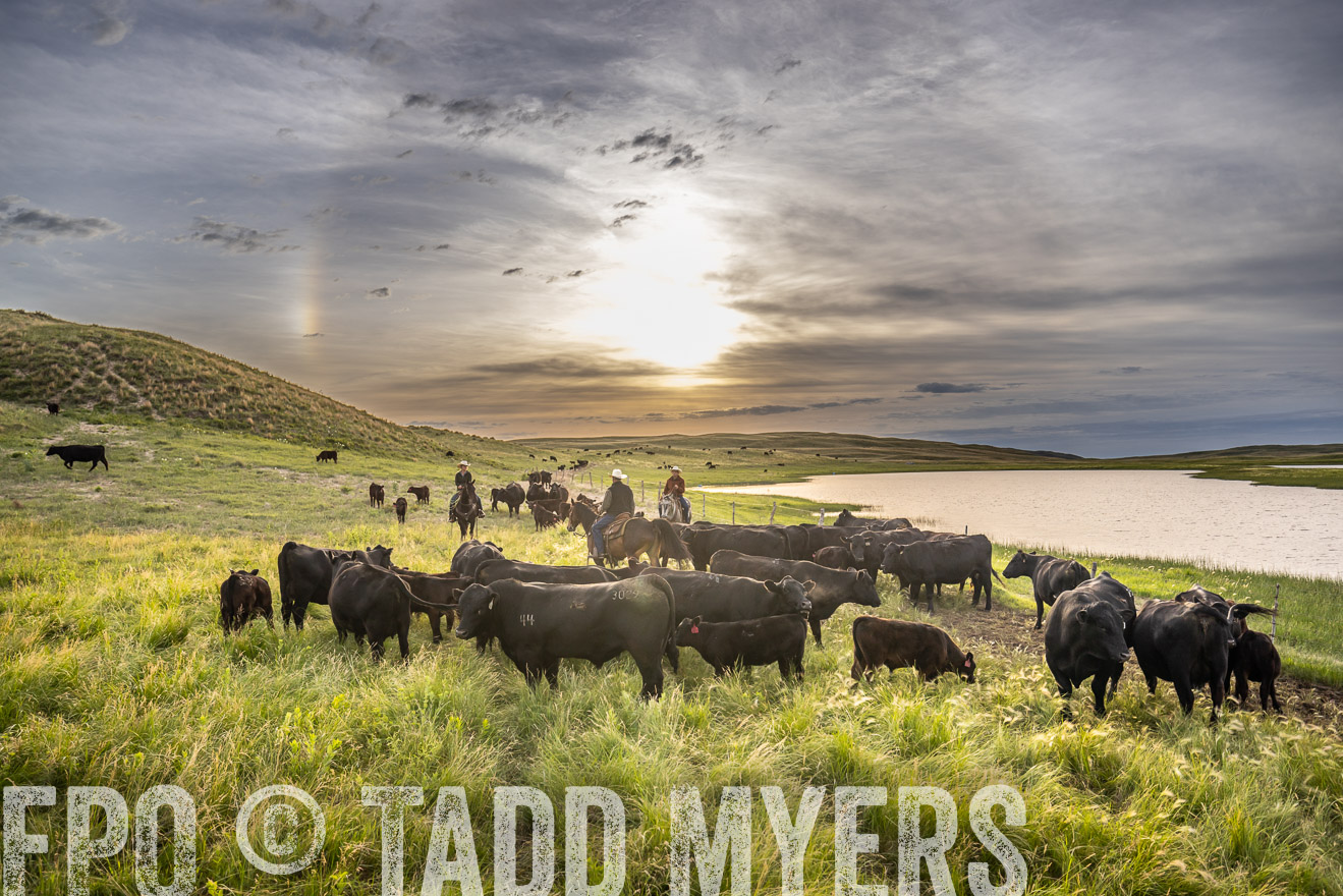 TMyers_PP_VintonRanch_Nebraska_June2024-524965