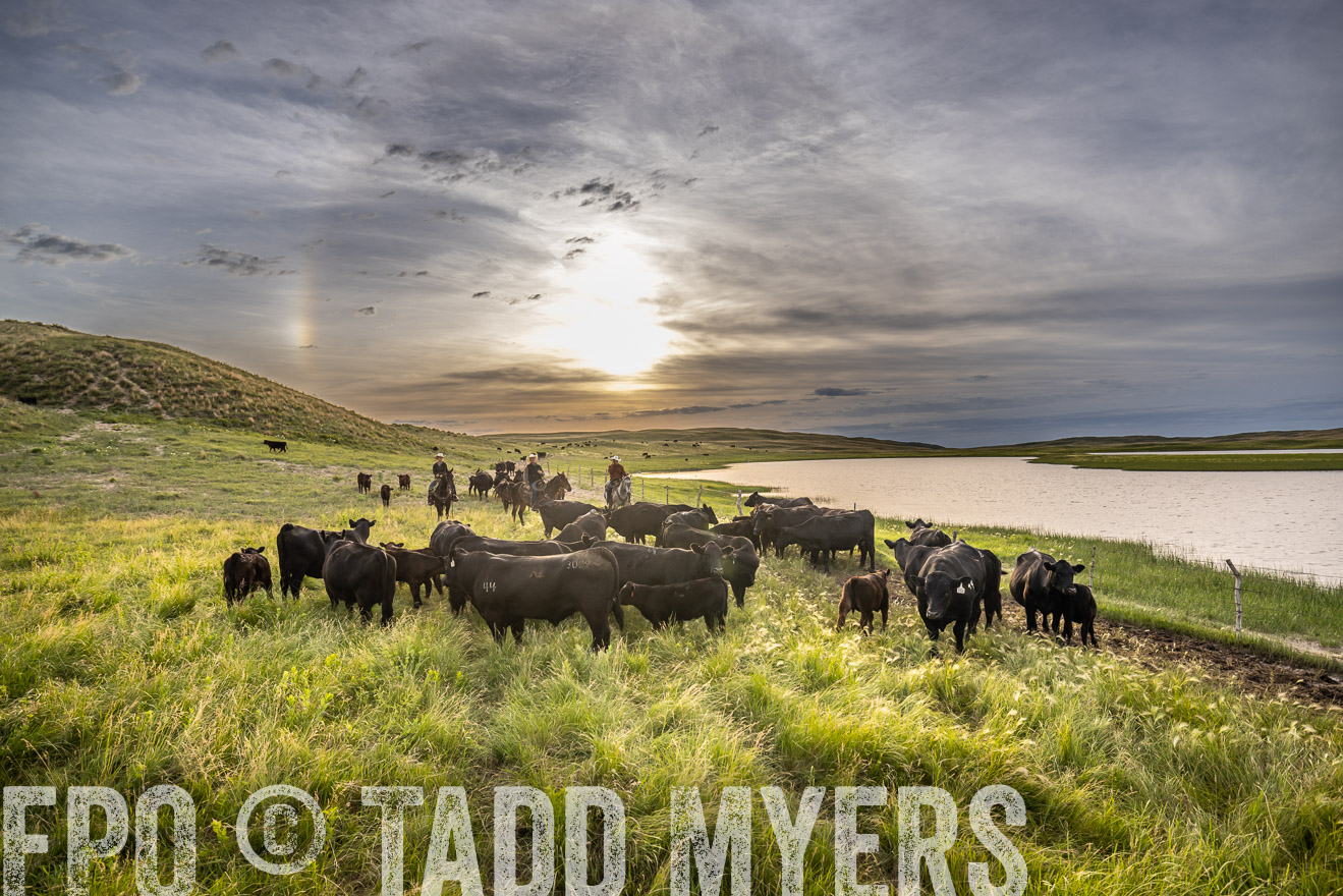 TMyers_PP_VintonRanch_Nebraska_June2024-524975