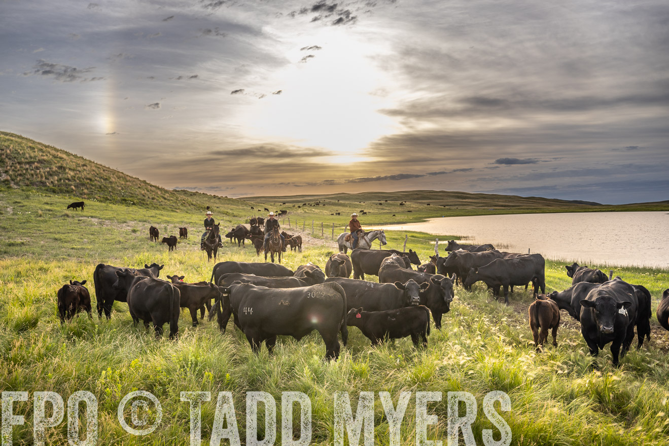 TMyers_PP_VintonRanch_Nebraska_June2024-524983