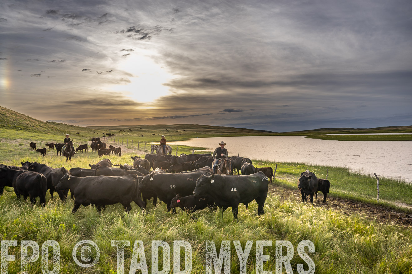 TMyers_PP_VintonRanch_Nebraska_June2024-525006