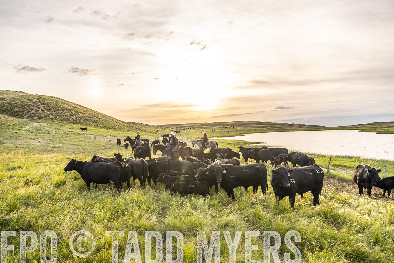 TMyers_PP_VintonRanch_Nebraska_June2024-525021