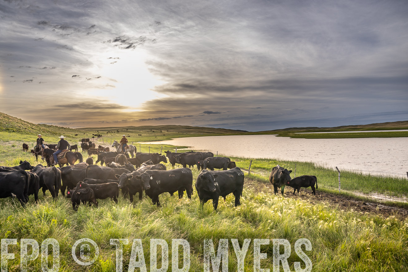 TMyers_PP_VintonRanch_Nebraska_June2024-525024