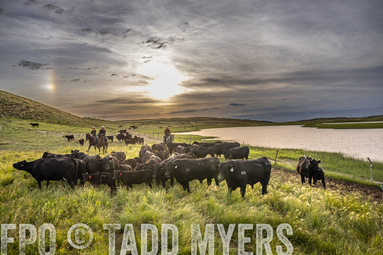 TMyers_PP_VintonRanch_Nebraska_June2024-525027