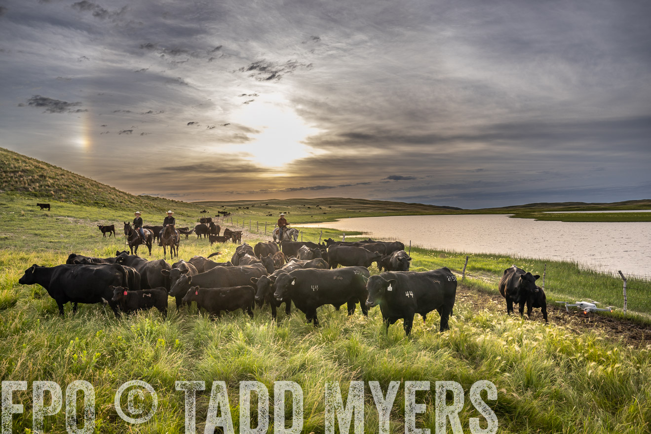 TMyers_PP_VintonRanch_Nebraska_June2024-525033