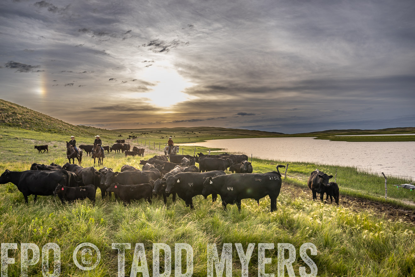 TMyers_PP_VintonRanch_Nebraska_June2024-525036