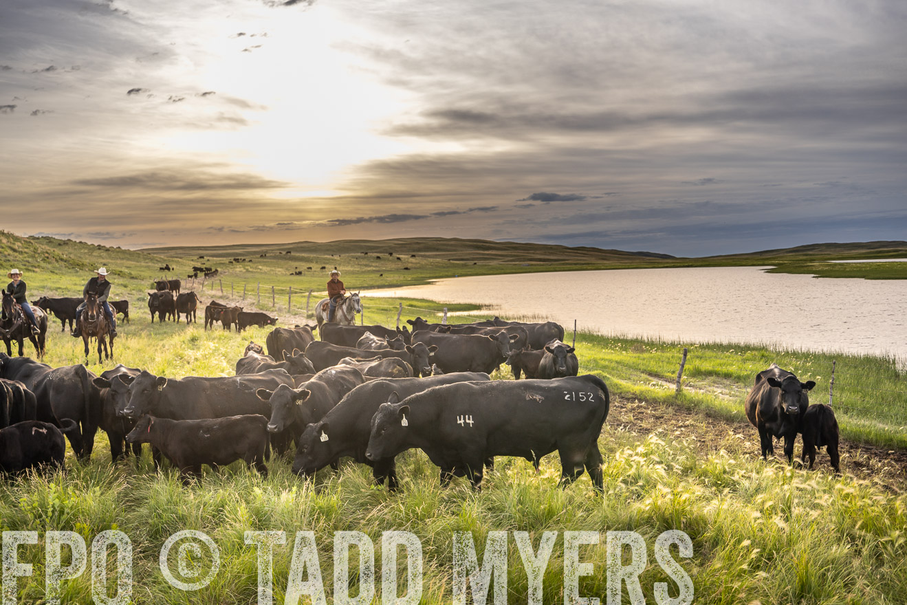 TMyers_PP_VintonRanch_Nebraska_June2024-525043