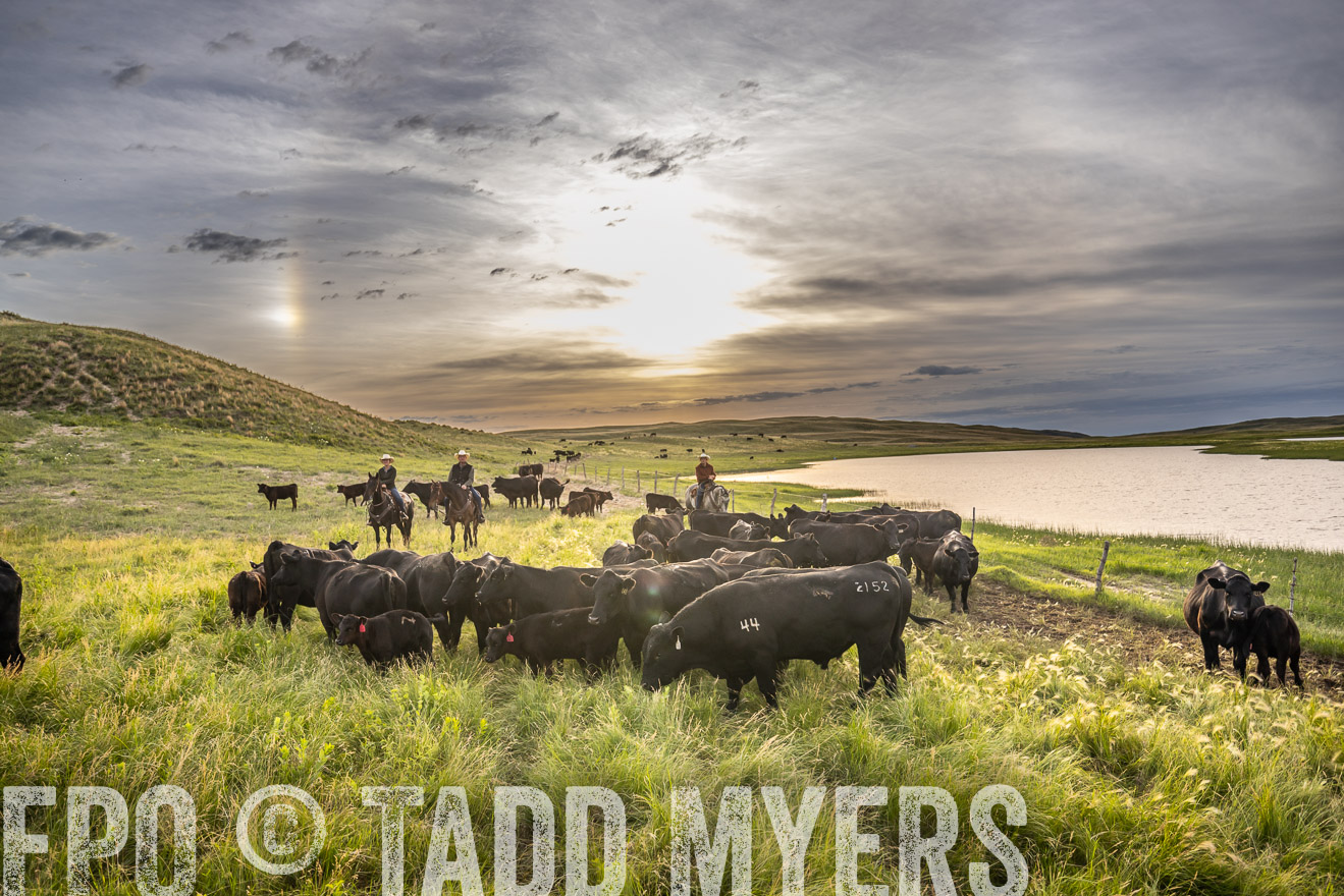 TMyers_PP_VintonRanch_Nebraska_June2024-525056