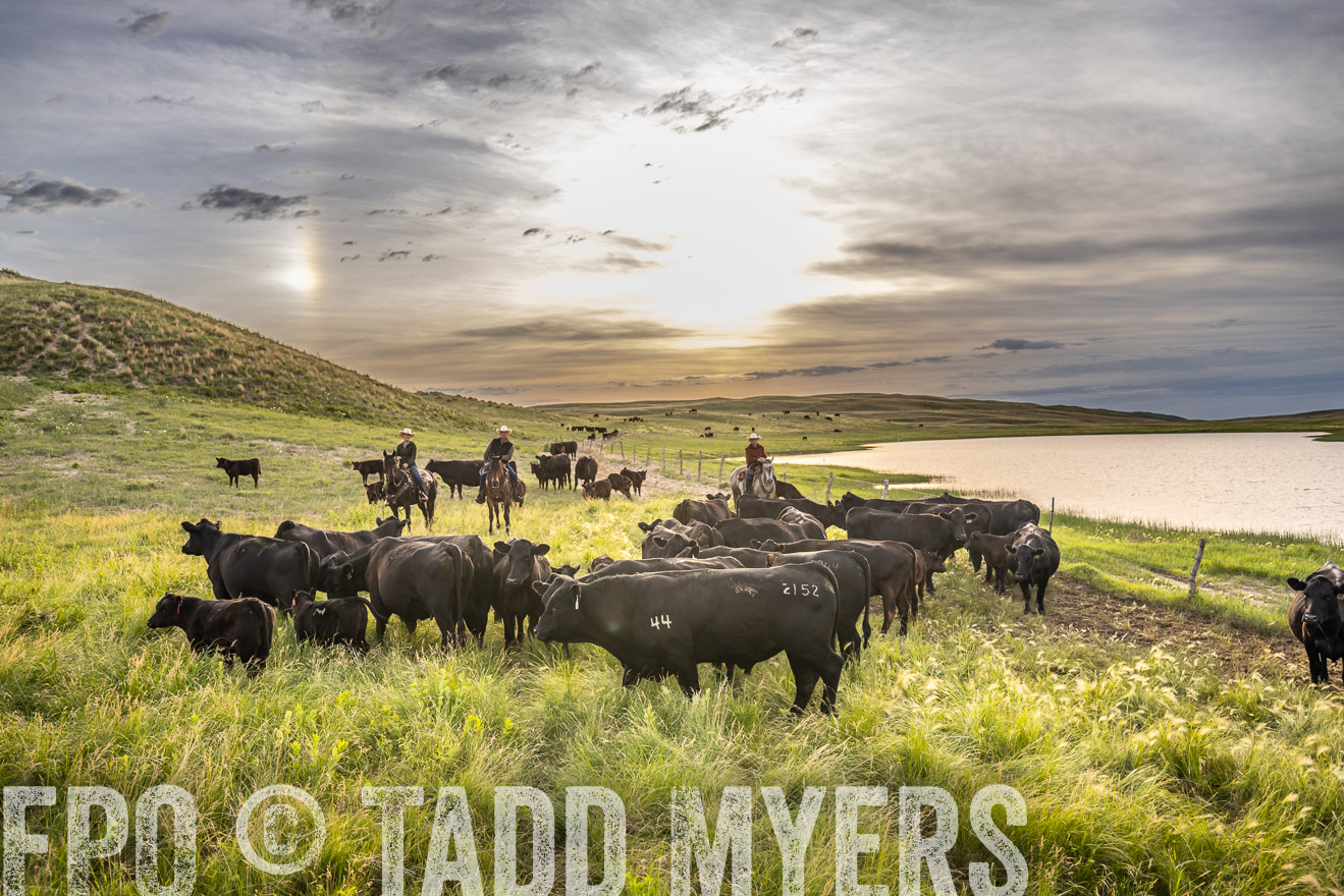 TMyers_PP_VintonRanch_Nebraska_June2024-525059