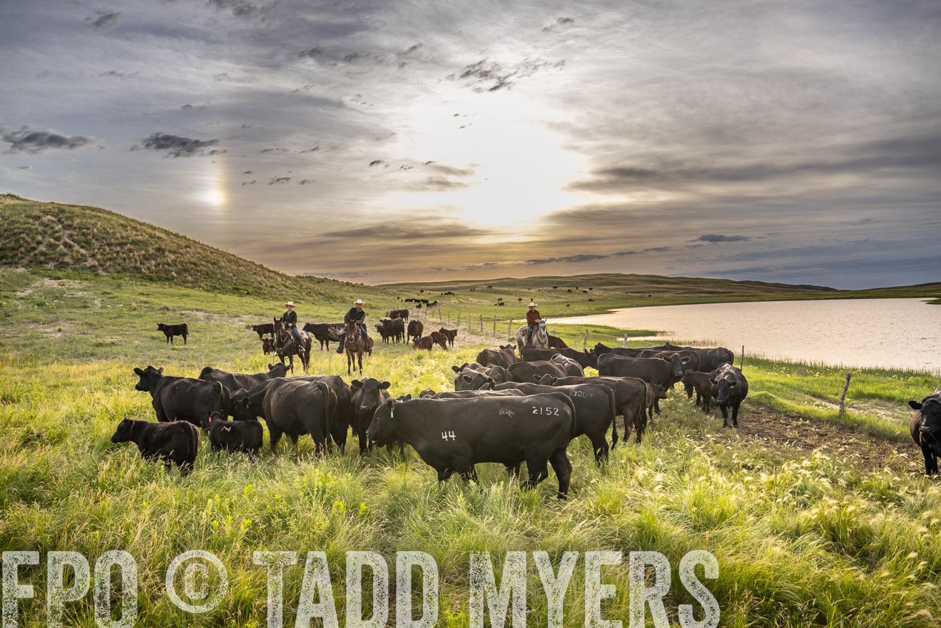 TMyers_PP_VintonRanch_Nebraska_June2024-525061
