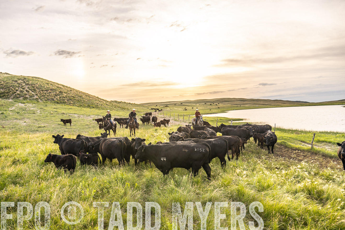 TMyers_PP_VintonRanch_Nebraska_June2024-525062