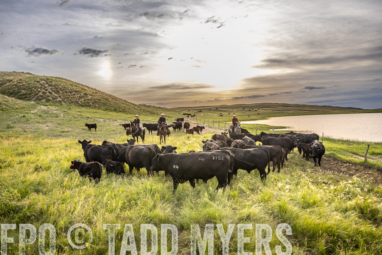 TMyers_PP_VintonRanch_Nebraska_June2024-525065