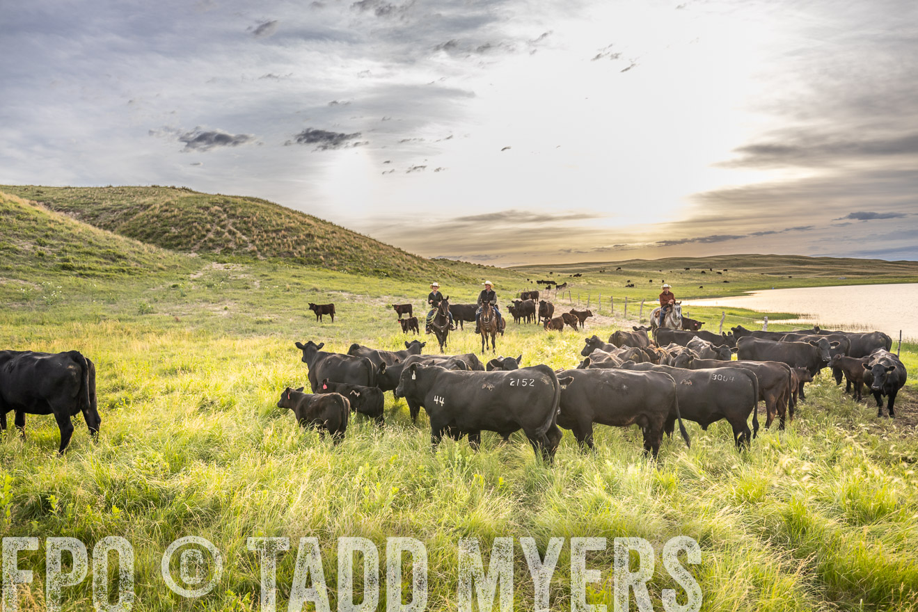 TMyers_PP_VintonRanch_Nebraska_June2024-525071