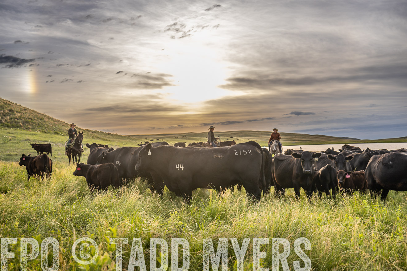 TMyers_PP_VintonRanch_Nebraska_June2024-525075