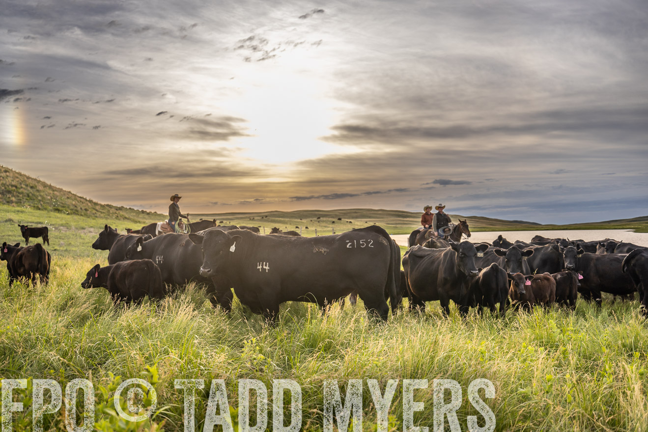 TMyers_PP_VintonRanch_Nebraska_June2024-525078