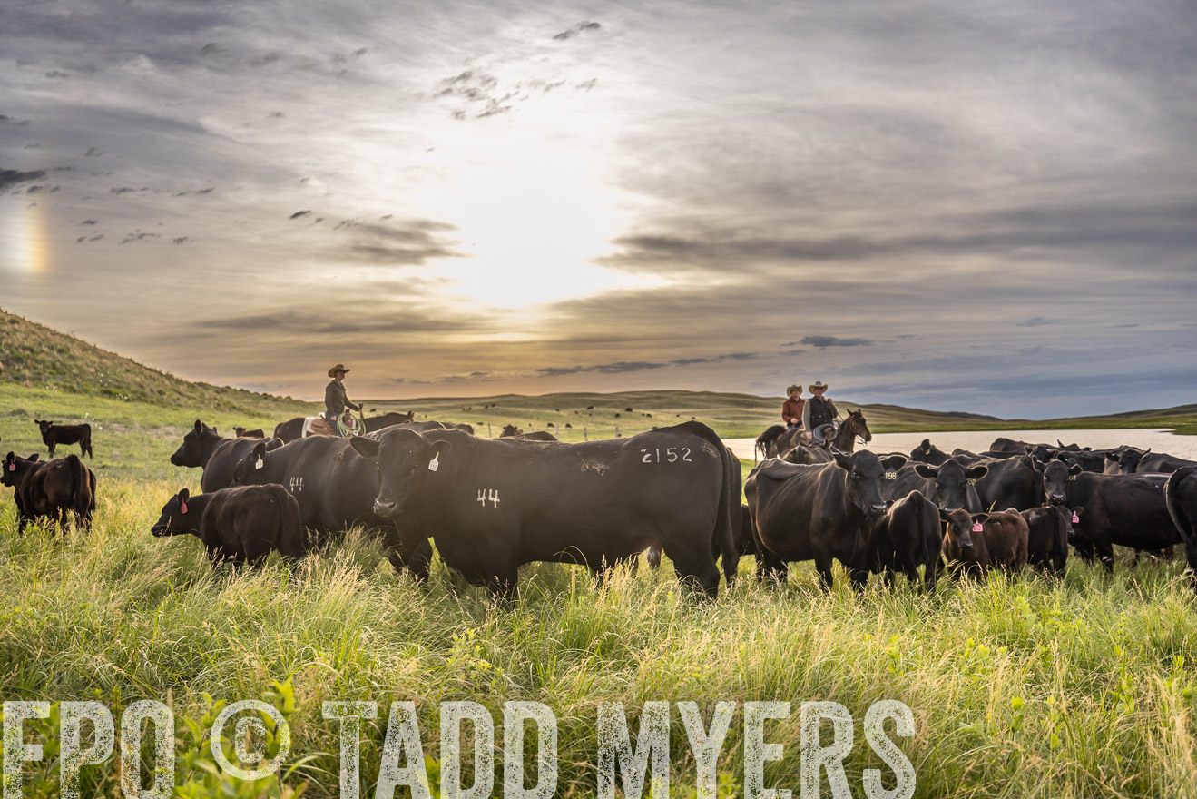 TMyers_PP_VintonRanch_Nebraska_June2024-525080